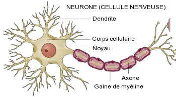 Neurone